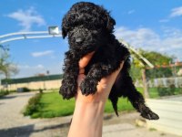 ZEYTİN GİBİ SİYAH POODLE YAVRULARIMIZ