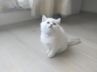 Pamuk prensesler british shorthair