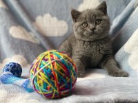 British Shorthair Yavruları
