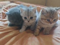 British shorthair yavrularımız