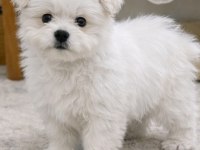 Maltese terrier erkek köpeğimiz