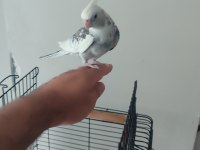 Evcil konuşan sultan papağanı
