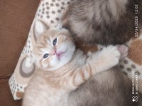A kalite şecereli british shorthair yavrular