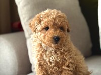Maltipoo Bebekleri