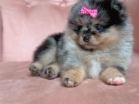 Tr de tek pomeranian