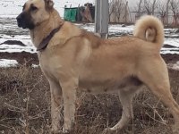 Kaliteli kangal yavrular Sivas merkez