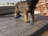 Alman kurdu yavrularımız