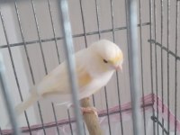 Tepeli al mozaik çift kanarya