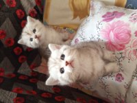 British Shorthair Yavrularımız Yeni Yuvalarını Arıyorlar