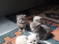 British Shorthair Yavru Kediler