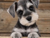 Schnauzer miniature yavrular