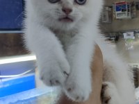British shorthair blue point