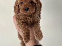 Sevimli toy poodle