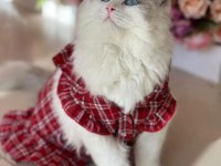 Safkan Şecereli Ragdoll