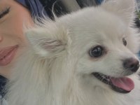 Pomeranian boo köpeğimiz