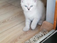 Sahibinden british blue point yavrular