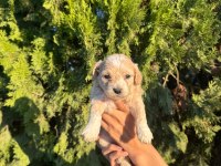 Oyuncu ve sevimli maltipoo