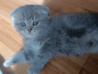 Güzel scottish fold kızım