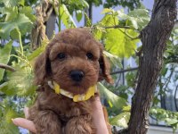SAĞLIK VE IRK GARANTİLİ TOY POODLE YAVRULARIMIZ