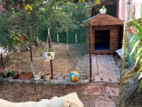 Dişi 8 aylık köpeğimiz