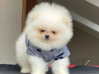Pomeranian boo