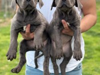 Blue cane corso yavrular