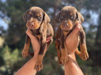 A Kalite King Doberman Yavruları Hazır