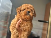 Poodle yavrum