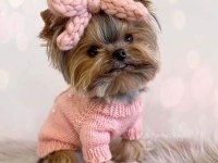 Yorkshire Terrier Yavrular Mükemmel Güzellik