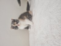 Safkan British Shorthair Nadir Renk Three Colour ve Bicolour