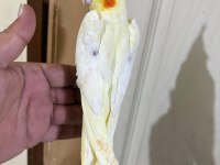 49 GÜNLÜK LUTİNO BEBEK SULTAN PAPAĞANI