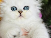 Orijinal Scottish Fold