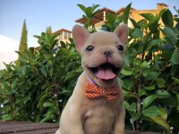 Denizli French bulldog yavrular