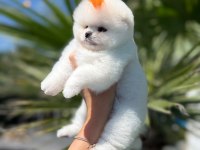 Orjinal Pomeranian Boo