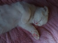 Scottish fold erkek kedimiz