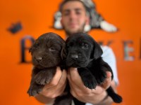 Sadakat ve Sevgi Dolu Labrador Yavruları Sizleri Bekliyor