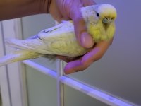 Dişi muhabbet kuşu iri cins