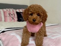 Toy Poodle Köpeğimiz İçin Ulaşın