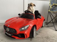 İngiliz bulldog yavrular teslime hazır