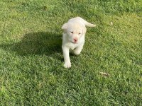 Safkan Labrador Retriever Yavruları