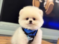 POMERANİAN BOO YAVRULAR