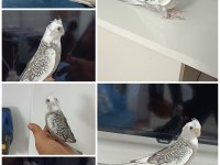 Mükemmel kalitede WF PERL ev üretimi ele alışkın sultan