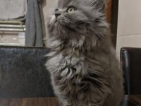 2 aylık british longhair