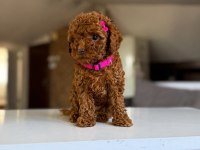 POODLE BEBEKLER
