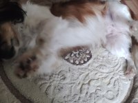 Pekinez köpeğimizi sahiplendiriyoruz