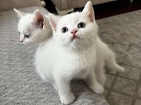 Safkan british longhair ve shorthair yavrular