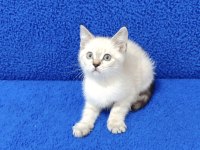 YENİ YUVASINA GİTMEYE HAZIR  BRİTİSH PONÇİK