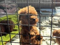 RED BROWN KORE TOY POODLE YAVRULARIMIZ