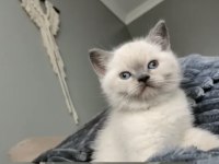 Yavru british shorthair kedilerim