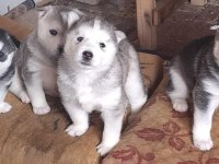 Husky sibirya kurdu